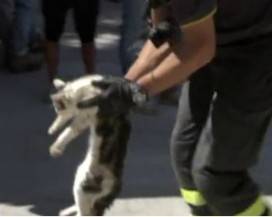 L’AQUILA: UNA CENA SUL LAGO VETOIO PER AIUTARE GLI ANIMALI DI AMATRICE