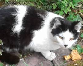 L’AQUILA: GATTO BIANCO E NERO SMARRITO A PETTINO, PROPRIETARI OFFRONO RICOMPENSA