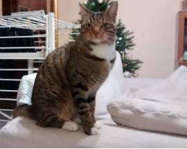 L’AQUILA: GATTO DISPERSO A COPPITO, APPELLO DEL PROPRIETARIO