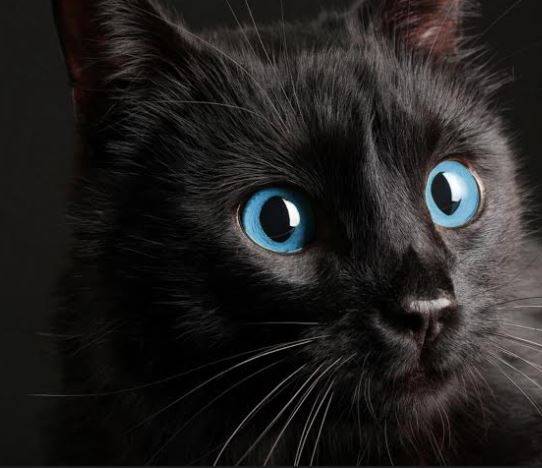 MONTESILVANO: DOMENICA TORNA LA FESTA NAZIONALE DEL GATTO NERO