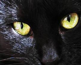 SAVONA: INVESTE GATTO, PER LUI SUPERMULTA DA 1.559 EURO