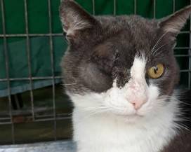 L’AQUILA: OPERATO IL GATTO PAOLINO, VOLONTARI RINGRAZIANO IL DOTTOR MANCINI