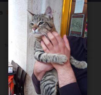 L’AQUILA: GATTO SI AGGIRA NEL CENTRO STORICO, CERCASI PROPRIETARIO