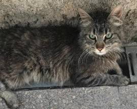 L’AQUILA: GATTO SMARRITO A COPPITO, PADRONA OFFRE RICOMPENSA