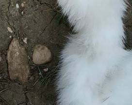GATTO SCUOIATO E GETTATO NELLA COLONIA FELINA: MACABRO RITROVAMENTO A GIULIANOVA, ‘AVVERTIMENTO?’