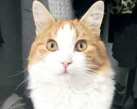 GATTO SMARRITO SULLA A24, OFFERTA RICOMPENSA DI 500 EURO