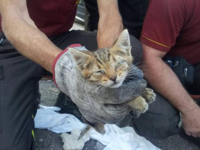 GATTINI INTRAPPOLATI NEL TUBO DELL’AREAZIONE DELLA SCUOLA