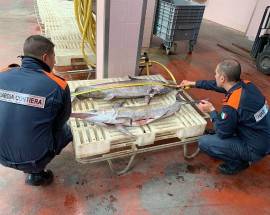 CONTROLLI GUARDIA COSTIERA: MAXI SANZIONI A PESCATORI NEL PORTO DI GIULIANOVA