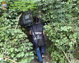 SEQUESTRATA PIANTAGIONE DI CANNABIS DA 2.100 PIANTE IN ABRUZZO