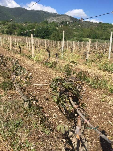 AGRICOLTURA: DANNI DA GELATA, INCONTRO CON D’ALFONSO E PEPE PER INDENNIZZI