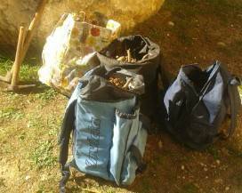 RACCOLGONO 23 CHILI DI GENZIANA IN PARCO GRAN SASSO, DENUNCIATI DUE TERAMANI