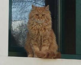 L’AQUILA: GATTO ”GEPPO” SCOMPARSO A GIGNANO, L’APPELLO DEI PADRONI