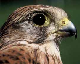 NON RIUSCIVA PIU’ A VOLARE, RAPACE SALVATO DA VOLONTARI