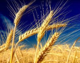 GRANO: DE CECCO, ”APPELLO COPAGRI? DA SEMPRE ACQUISTIAMO ABRUZZESE”