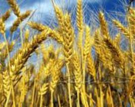 LINEA VERDE: COLDIRETTI, ”SPOT GRANO CANADA OFFENDE 300MILA AZIENDE ITALIANE”