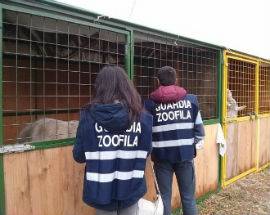 L’AQUILA: BLITZ GUARDIE ZOOFILE DELLA LEGA DEL CANE AL CIRCO ORFEI
