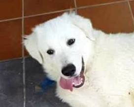 SALVA PADRONA DA FURIA DELL’EX, ORA CANE-EROE CERCA CASA