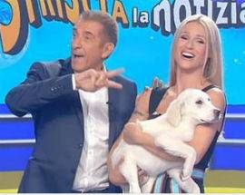 CANE AQUILANO STAR DI STRISCIA LA NOTIZIA, I FRATELLINI CERCANO UNA CASA