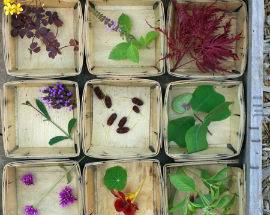 L’AQUILA: ALIMENTAZIONE NATURALE DEI BAMBINI, AL VIA SECONDA EDIZIONE HERBARIA