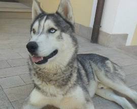 CANE HUSKY SMARRITO A PAGANICA SI CERCA IL PROPRIETARIO