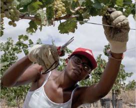 CORONAVIRUS: AGRICOLTORI UE, PRIMIZIE A RISCHIO, SERVE SOSTEGNO FONDO EXTRA PAC