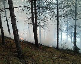 L’AQUILA: IMPRESA DONA PIANTE PER FAR RINASCERE PINETA DI ROIO