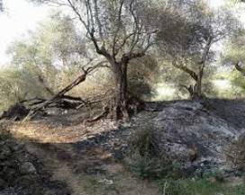 INCENDIO DISTRUGGE ULIVETO, FORSE CAUSA FUOCHI PIROTECNICI
