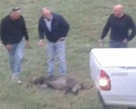 L’AQUILA: AUTO CONTRO CINGHIALE SU MAUSONIA, PAURA PER RAGAZZA