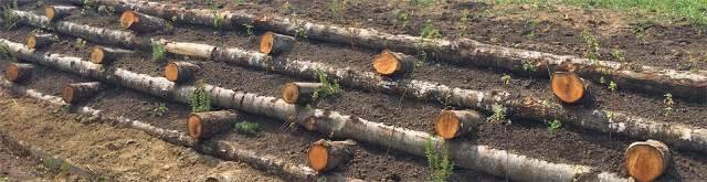 L’ABRUZZO CHE FRANA E QUELLA STRATEGIA DEI CONTADINI CHE PIANTAVANO GLI ALBERI