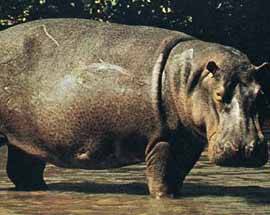 KENYA, IPPOPOTAMO UCCIDE UN UOMO