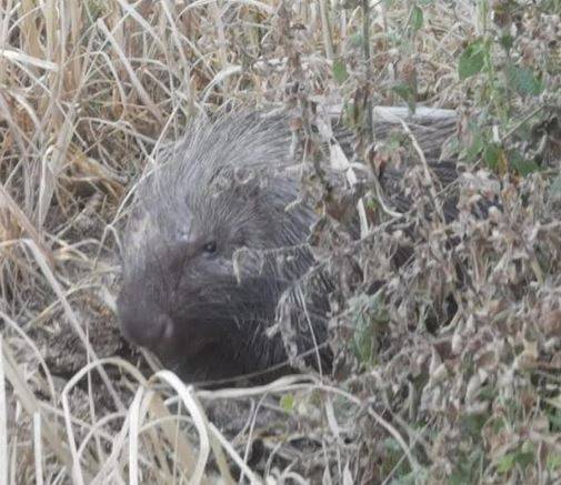 PINETO: GUARITO E MESSO IN LIBERTA’ ISTRICE TROVATO FERITO DA VOLONTARI ANTA