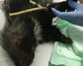 BUCCHIANICO: I VETERINARI DELLA ASL SALVANO UN ISTRICE