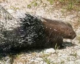 GIULIANOVA: ISTRICE INCASTRATO SUGLI SCOGLI, SALVATO DA VOLONTARI WWF