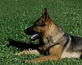 MORTE CANE KAOS: ANIMALISTI, ”AVVELENATO DUE VOLTE, SCUSE A PROPRIETARIO”