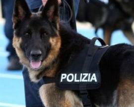 CANE IN ADDESTRAMENTO SCOVA DROGA IN CAMPAGNE SPOLTORE