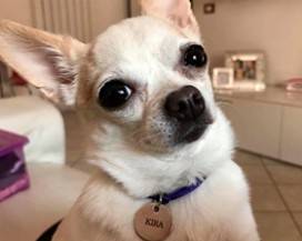 L’AQUILA: SMARRITA LA CAGNOLINA KIRA, MILLE EURO A CHI LA RITROVA