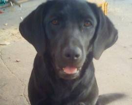 L’AQUILA: LABRADOR NERO TORNA A CASA, ERA SCOMPARSO DA GIORNI