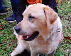 LABRADOR SCAPPA DI CASA, SALVO GRAZIE A SCRITTORE