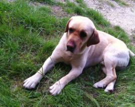 L’AQUILA: SMARRITO UN LABRADOR A PIANOLA, PADRONA LANCIA APPELLO