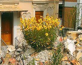 IL CENTRO STORICO RESISTE, DALLE MACERIE NASCONO I FIOR