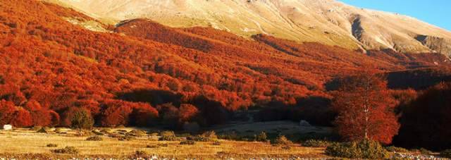 LEGGE FORESTALE O LEGGE ”MOTOSEGA”?  IN ABRUZZO LA RIVOLTA A DIFESA DEI BOSCHI