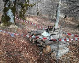 TAGLIANO LEGNA NEL PARCO NAZIONALE D’ABRUZZO, VIOLANDO ANCHE NORME CORONAVIRUS: DUE DENUNCE