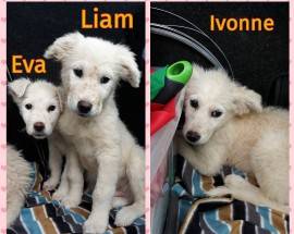 L’AQUILA: EVA, LIAM E IVONNE CERCANO URGENTEMENTE ADOZIONE O STALLO