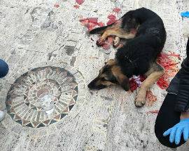 L’AQUILA: CAGNETTA DI QUARTIERE LILLA SI RIFUGIA IN UN BAR IN FIN DI VITA, SALVATA DALLE CLIENTI