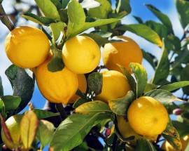 AVVELENA I LIMONI DELLA VICINA: LITE CONDOMINIALE FINISCE IN TRIBUNALE CHIETI