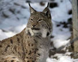 L’AQUILA: RINVENUTI RESTI LINCE, SCAPPATA DA AREA FAUNISTICA