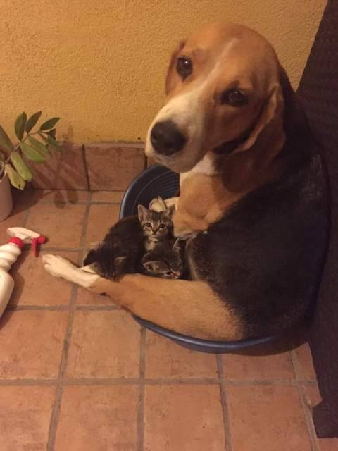 L’AQUILA: CANE SI ALLONTANA DA CASA, APPELLO PER RITROVARE LIZZIE
