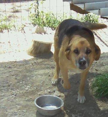L’AQUILA: CUCCE FELICI PROPONE IN ADOZIONE CANE METICCIO PASTORE TEDESCO
