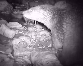 TORNA LA LONTRA AL PARCO NAZIONALE D’ABRUZZO PER  RIPRODUZIONE ESEMPLARI