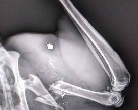 L’AQUILA: SPARANO A UN GATTO A PAGANICA, PADRONE DENUNCIA EPISODIO A FORZE DELL’ORDINE